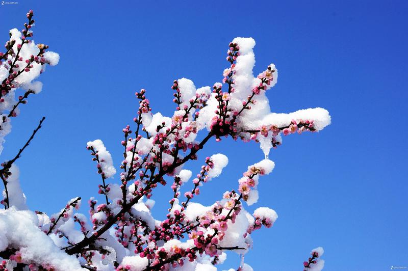 春天里的一场雪后景色