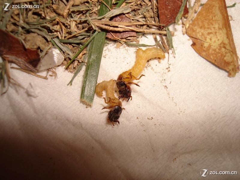 据说是国家特级保护动物_动物世界 据说是国家特级保护动物