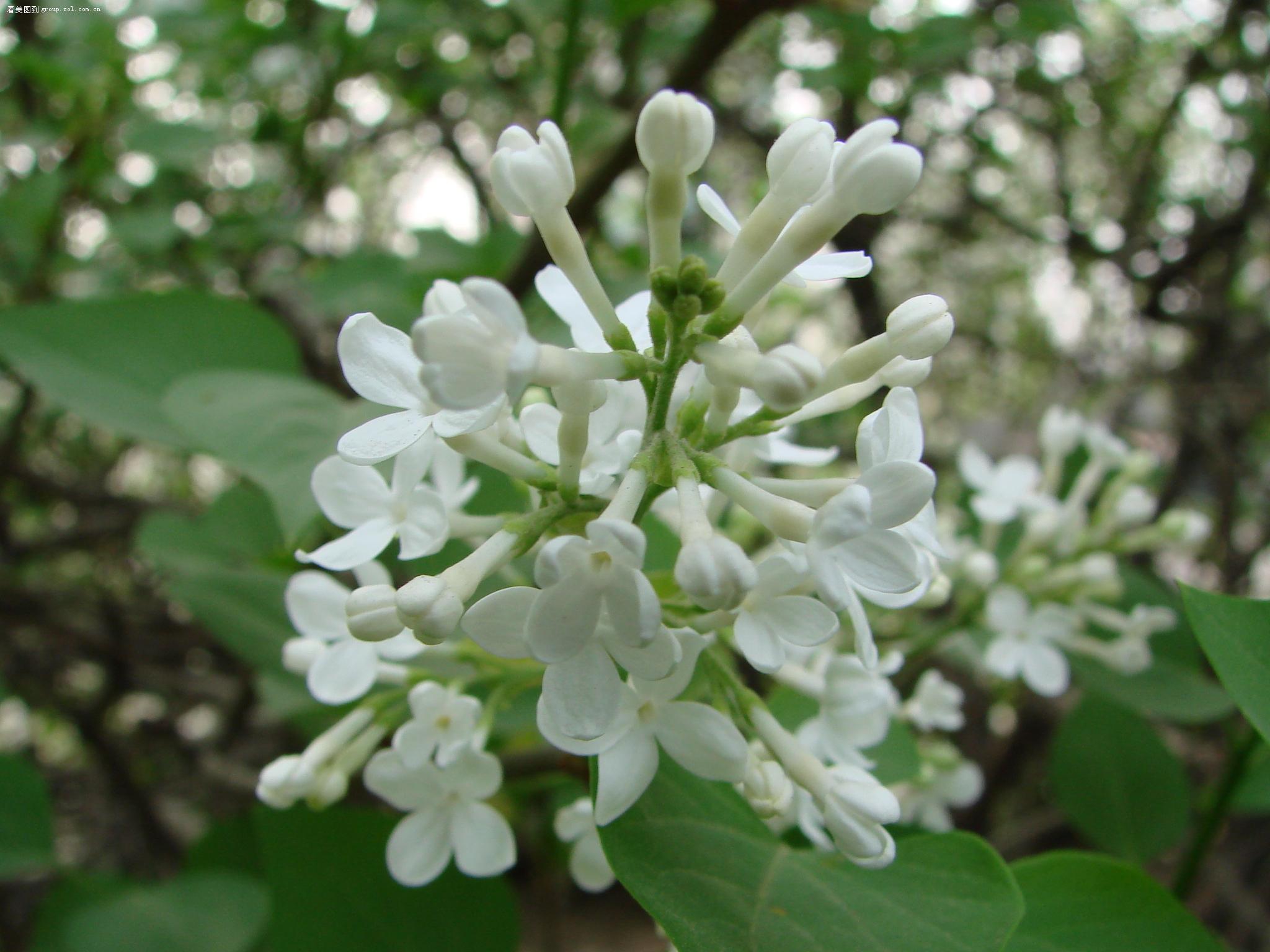 丁香与苦菜花图片