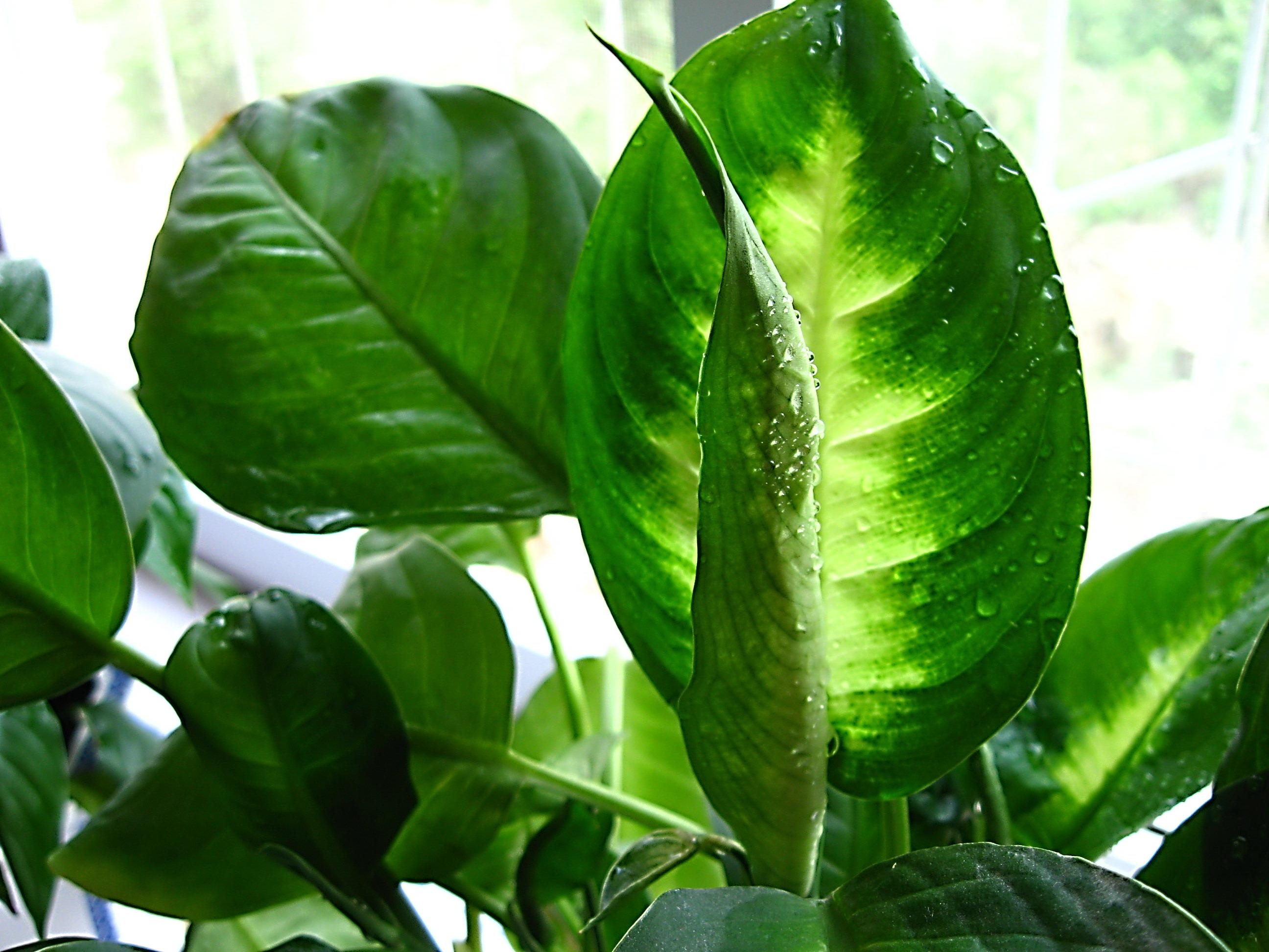 栀子花盆栽花卉植物室内带花苞枝枝花绿植浓香阳台四季开花好养-阿里巴巴