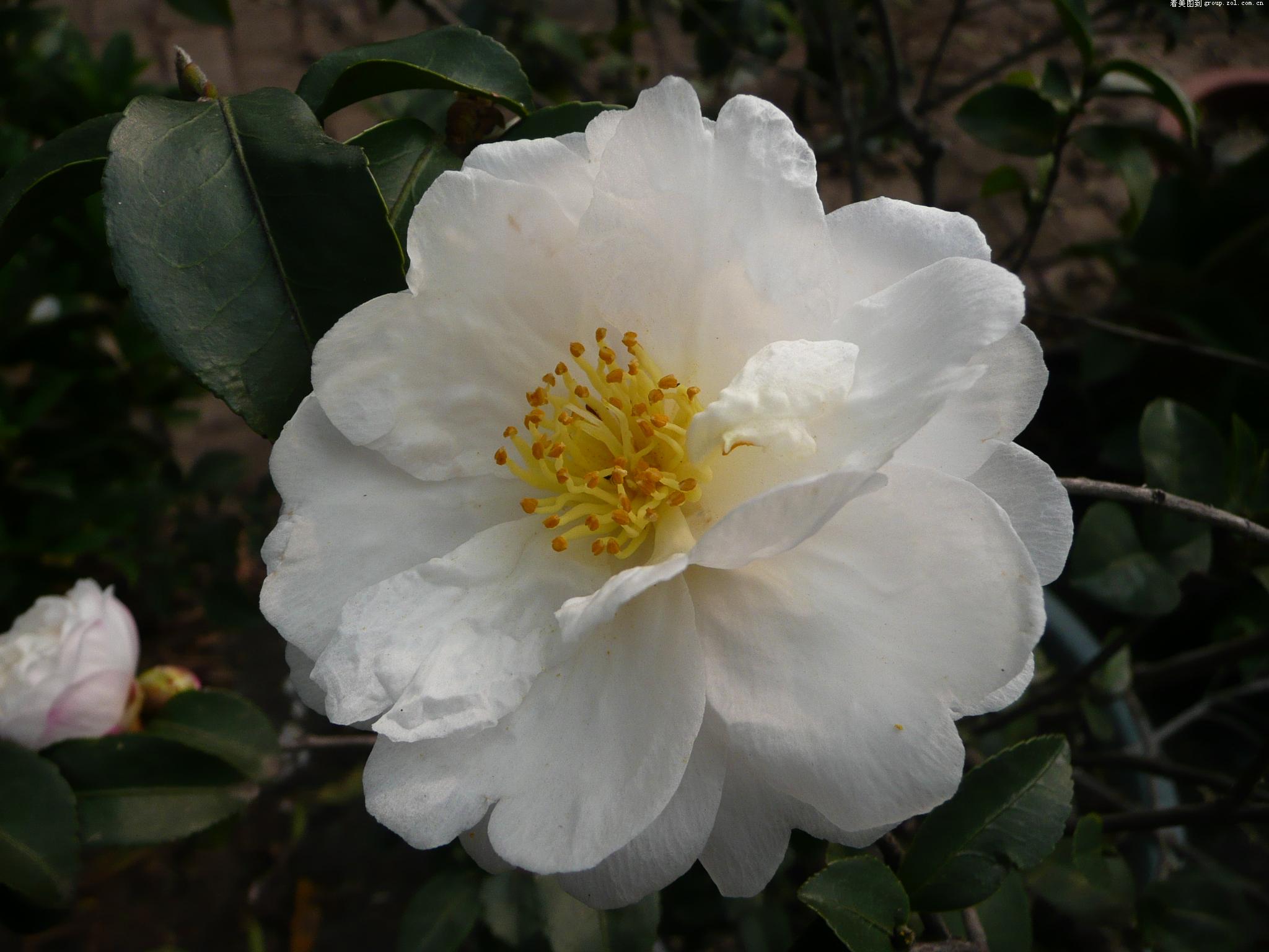 tz3想拍就拍-------冬日的白茶花