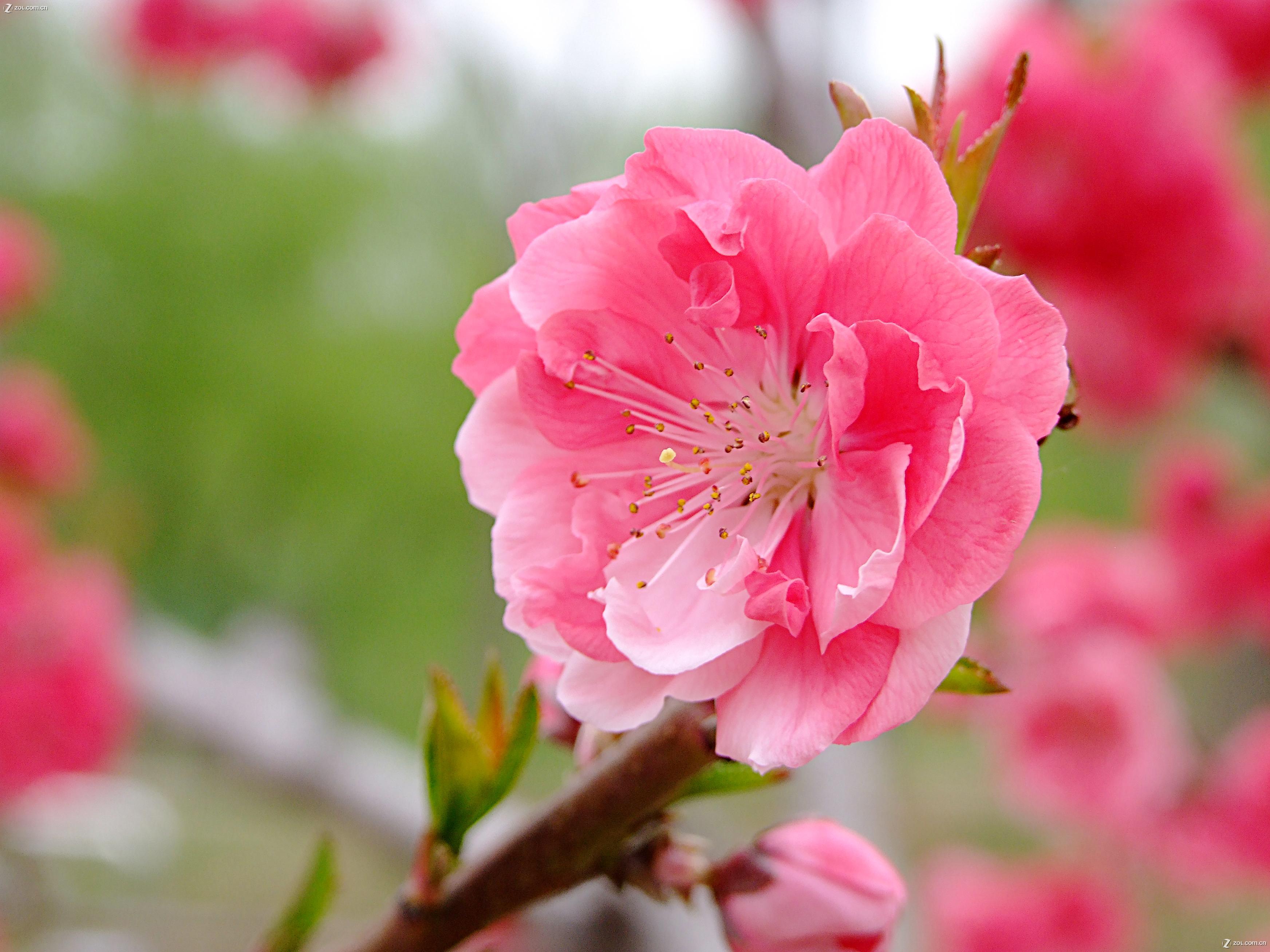 【在那桃花盛开的地方】自然风景--zol中关村在线