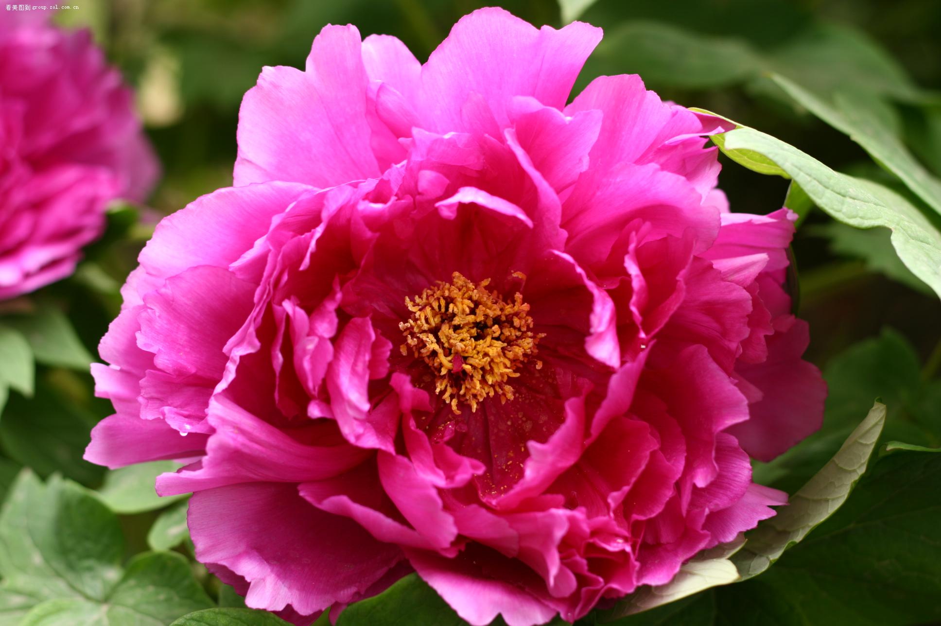 花王 牡丹 (400d)