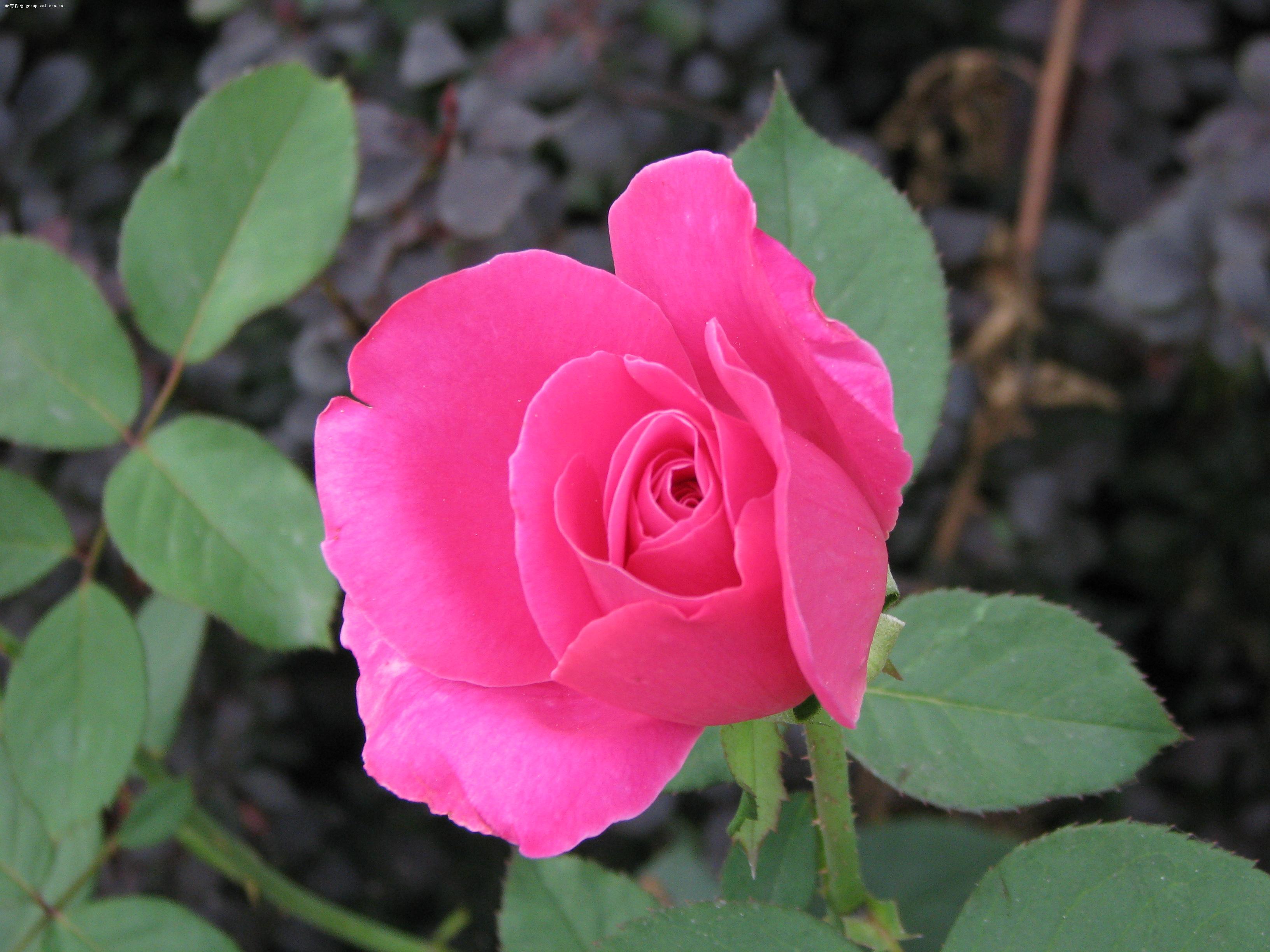 鲜花永远在怒放!